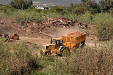 Robertson, Western Cape, South Africa. 2023. Contractor  removing Eucalyptus trees from the riverbank along the Breede River to save water.