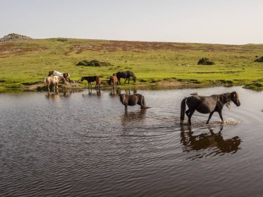 Dartmoor, Devon, İngiltere, İngiltere. Eylül 2023. Vahşi midilliler Goadstone Gölü 'nde içiyorlar. Dartmoor' da, Princetown 'un güneyinde bir Sharpitor parkı var..