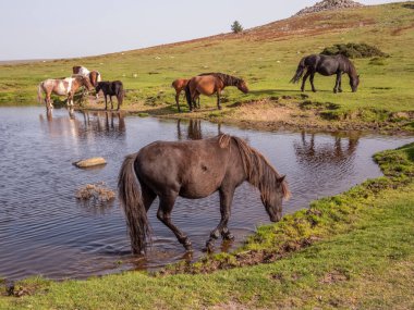 Dartmoor, Devon, İngiltere, İngiltere. Eylül 2023. Vahşi midilliler Goadstone Gölü 'nde içiyorlar. Dartmoor' da, Princetown 'un güneyinde bir Sharpitor parkı var..