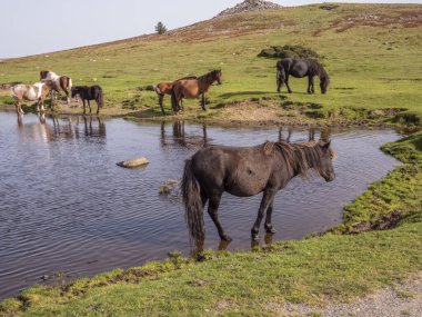 Dartmoor, Devon, İngiltere, İngiltere. Eylül 2023. Vahşi midilliler Goadstone Gölü 'nde içiyorlar. Dartmoor' da, Princetown 'un güneyinde bir Sharpitor parkı var..