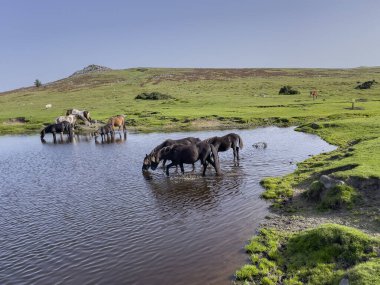Dartmoor, Devon, İngiltere, İngiltere. Eylül 2023. Vahşi midilliler Goadstone Gölü 'nde içiyorlar. Dartmoor' da, Princetown 'un güneyinde bir Sharpitor parkı var..