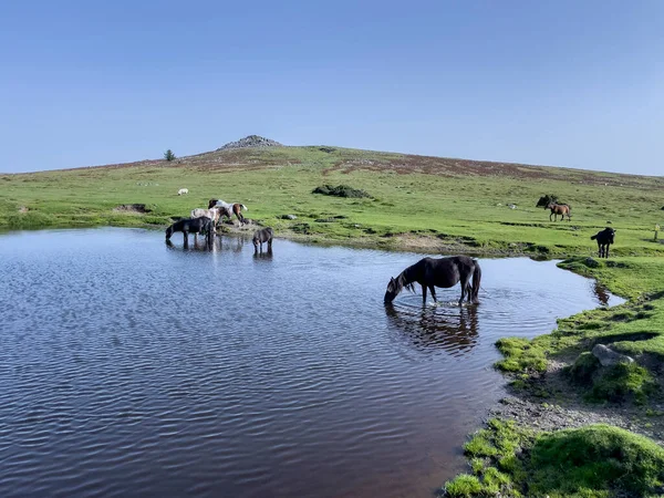 Dartmoor, Devon, İngiltere, İngiltere. Eylül 2023. Vahşi midilliler Goadstone Gölü 'nde içiyorlar. Dartmoor' da, Princetown 'un güneyinde bir Sharpitor parkı var..