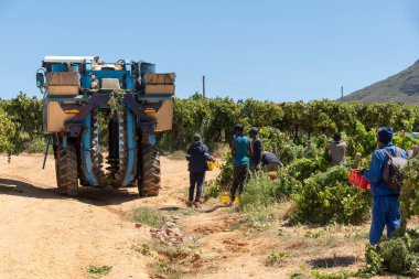 Riebeek West, Batı Burnu, Güney Afrika. 27 yaşında. 02 numara. 2024. Güney Afrika 'nın Swartland bölgesinde bir üzüm bağında sıradan işçiler ve üzüm toplama makinesi..
