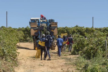 Riebeek West, Batı Burnu, Güney Afrika. 27 yaşında. 02 numara. 2024. Güney Afrika 'nın Swartland bölgesinde bir üzüm bağında sıradan işçiler ve üzüm toplama makinesi..