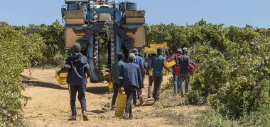Riebeek West, Western Cape, South Africa.  27. 02. 2024.   Casual workers and a grape harvesting  machine in a vineyard in the Swartland region of South Africa. clipart