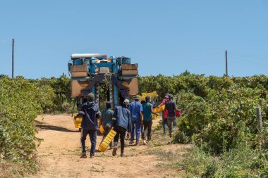 Riebeek West, Batı Burnu, Güney Afrika. 27 yaşında. 02 numara. 2024. Güney Afrika 'nın Swartland bölgesinde bir üzüm bağında sıradan işçiler ve üzüm toplama makinesi..