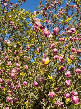 Hampshire İngiltere. 09.04.2025. Manolya ağacı ilkbaharın başında çiçek açar..