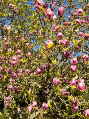 Hampshire İngiltere. 09.04.2025. Manolya ağacı ilkbaharın başında çiçek açar..