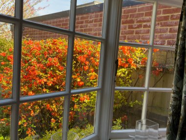 Hampshire İngiltere. 17.08. 2024. Japonica çiçekleri komşuların tuğla duvarlarını kaplıyor. Yan evde görsel engeller var..