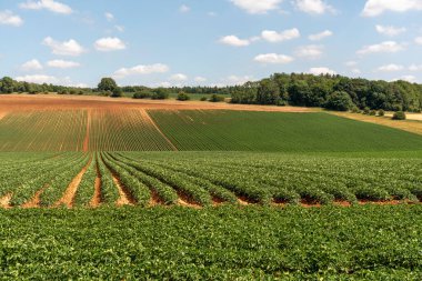 Gloucestershire İngiltere. 30.06.2025. İngiltere 'nin Cotswold bölgesinde Ford Gloucestershire yakınlarındaki tarım arazilerinde patatesler yetişiyor..