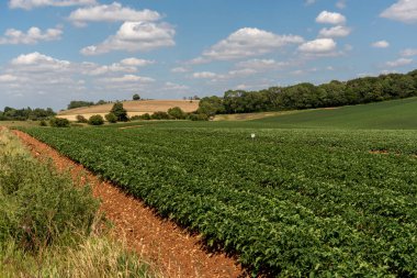 Gloucestershire İngiltere. 30.06.2025. İngiltere 'nin Cotswold bölgesinde Ford Gloucestershire yakınlarındaki tarım arazilerinde patatesler yetişiyor..