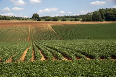 Gloucestershire İngiltere. 30.06.2025. İngiltere 'nin Cotswold bölgesinde Ford Gloucestershire yakınlarındaki tarım arazilerinde patatesler yetişiyor..