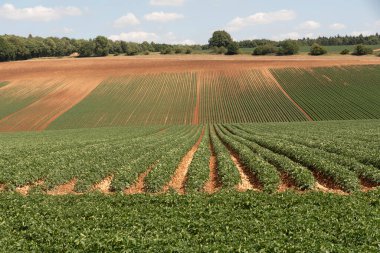 Gloucestershire İngiltere. 30.06.2025. İngiltere 'nin Cotswold bölgesinde Ford Gloucestershire yakınlarındaki tarım arazilerinde patatesler yetişiyor..