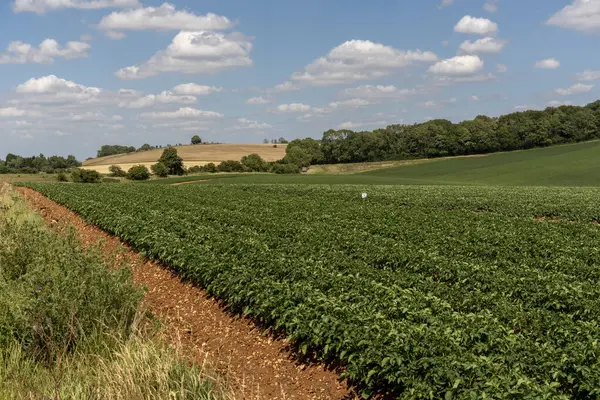 Gloucestershire İngiltere. 30.06.2025. İngiltere 'nin Cotswold bölgesinde Ford Gloucestershire yakınlarındaki tarım arazilerinde patatesler yetişiyor..