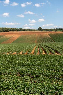 Gloucestershire İngiltere. 30.06.2025. İngiltere 'nin Cotswold bölgesinde Ford Gloucestershire yakınlarındaki tarım arazilerinde patatesler yetişiyor..