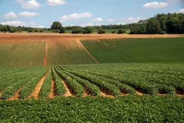 Gloucestershire İngiltere. 30.06.2025. İngiltere 'nin Cotswold bölgesinde Ford Gloucestershire yakınlarındaki tarım arazilerinde patatesler yetişiyor..