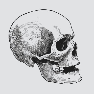 Elle çizilmiş insan kafatası profili. Vektör grafik illüstrasyonu.
