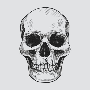 Elle çizilmiş kafatası önü. Vektör grafik illüstrasyonu.