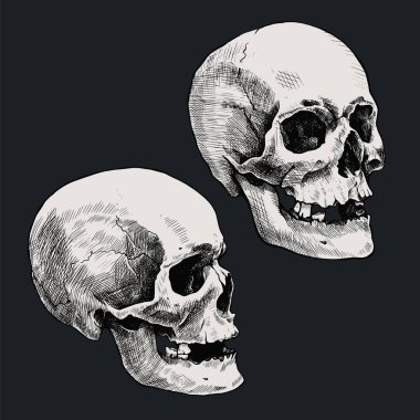 Bir çift el çizilmiş insan kafatası. Vektör grafik illüstrasyonu.