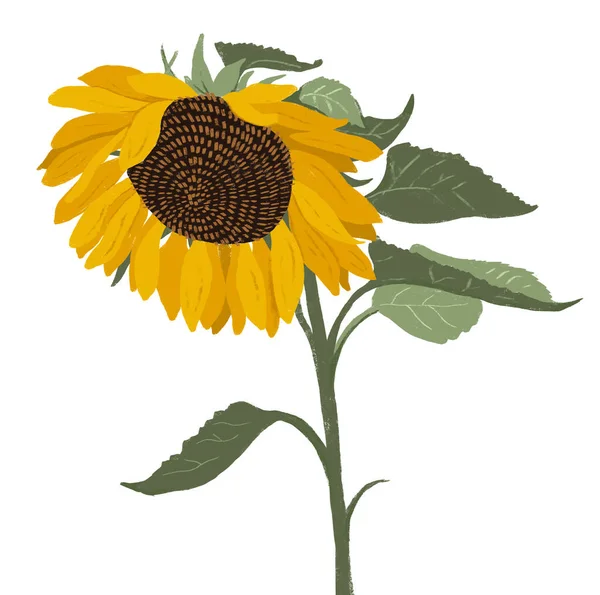 Hand drawn sunflower. Modern flat illustration.