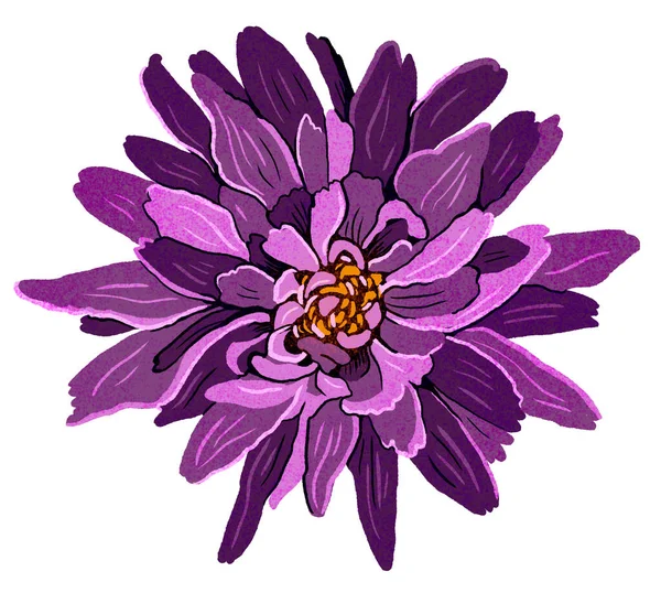 Purple hand drawn dahlia flower isolated on white background. Modern flat fashion illustration.