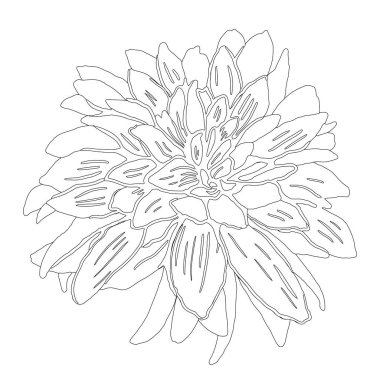 Grafik olarak yıldız çiçeği çizilmiş. Vektör siyah ve beyaz çizim çizimi.