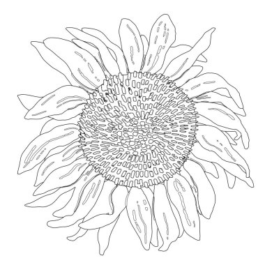 Grafiksel el yapımı ayçiçeği. Vektör siyah ve beyaz çizim çizimi.