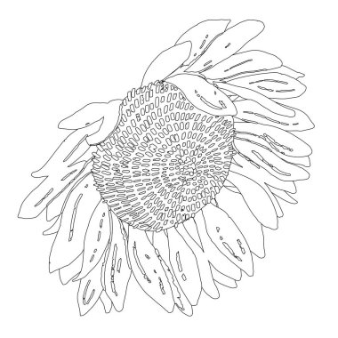 Grafiksel ayçiçeği çizimi. Vektör siyah ve beyaz çizim çizimi.