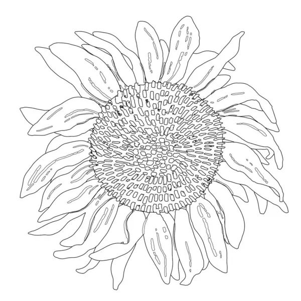 Grafiksel el yapımı ayçiçeği. Vektör siyah ve beyaz çizim çizimi.