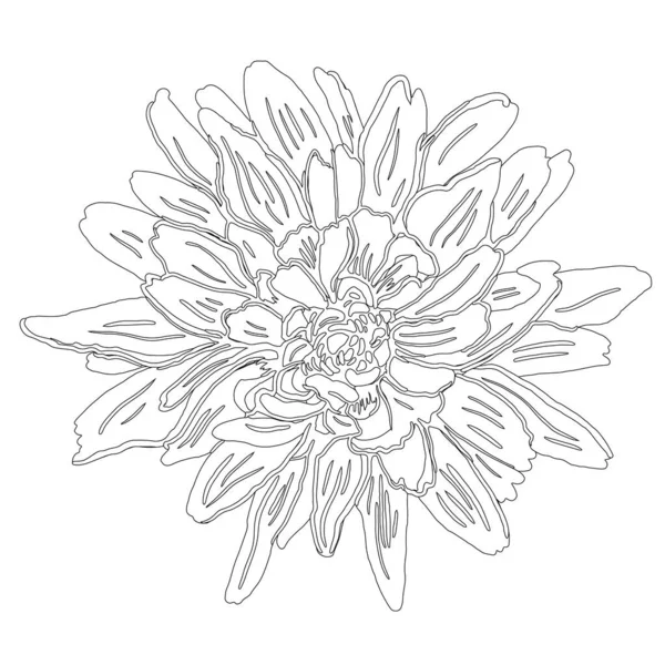 Grafik şeklinde elle çizilmiş çiçek. Vektör siyah ve beyaz çizim çizimi.