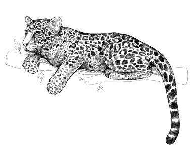 Leopar bir ağaç dalında yatıyor. Grafiksel siyah beyaz çizim beyaz arkaplanda izole edildi.