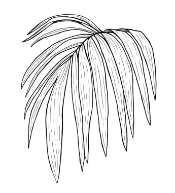 Palmiye yaprağı çizimi. Grafiksel siyah beyaz çizim beyaz arkaplanda izole edildi.