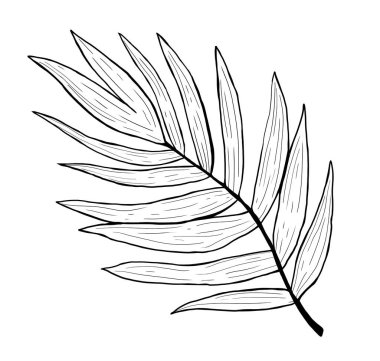 Palmiye yaprağı çizimi. Grafik siyah ve beyaz el çizimi çizimi