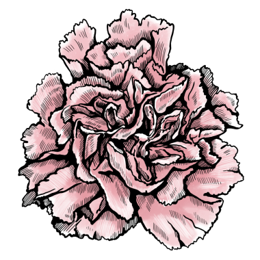 Güzel pembe karanfil. png dosyası şeffaf bir arkaplanda izole edilmiştir.