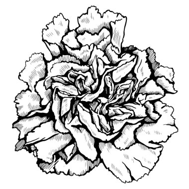 Çiçek açan bir çiçeğin grafiksel çizimi. Karanfilin siyah beyaz vektör illüstrasyonu.