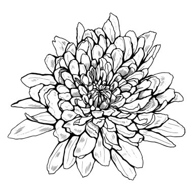 Çiçek açan bir çiçeğin grafiksel çizimi. Kasımpatının siyah ve beyaz vektör çizimi.
