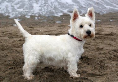 West Highland Beyaz Teriyeri. Kumsalda şirin küçük bir köpek. Köpek kumsalı..