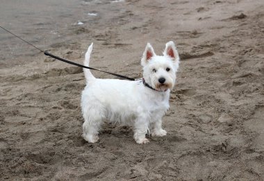 West Highland Beyaz Teriyeri. Kumsalda tasmalı şirin bir köpek. Köpek kumsalı..