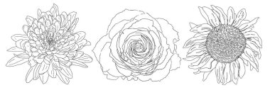 A detailed hand-drawn line art illustration featuring a chrysanthemum, rose, and sunflower. This elegant botanical sketch is perfect for coloring pages, tattoo designs, and floral art projects. clipart