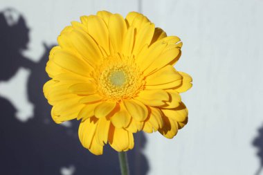 Güneş ışığında beyaz bir duvara yaslanmış tek sarı gerbera papatyası. Parlak, neşeli, gölgeli bir çiçek, bahar, yaz ya da en az çiçek kompozisyonu için mükemmel.