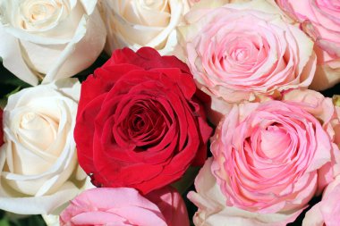 Kırmızı, pembe ve beyaz tonlarda karışık güllerin yakın çekimi. Romantik çiçek aranjmanı Sevgililer Günü, düğünler ya da zarif dekoratif temalar için mükemmel..