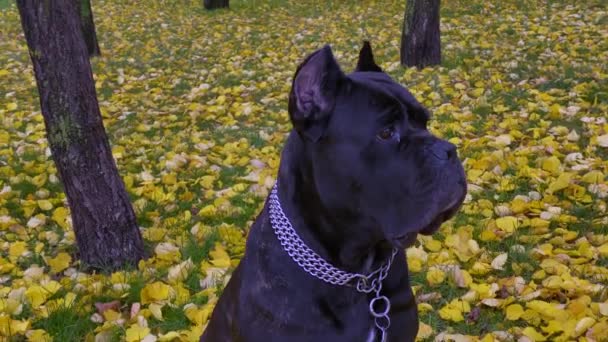 Grote Zwarte Mooie Jonge Hond Zit Het Gele Herfstblad Het — Stockvideo
