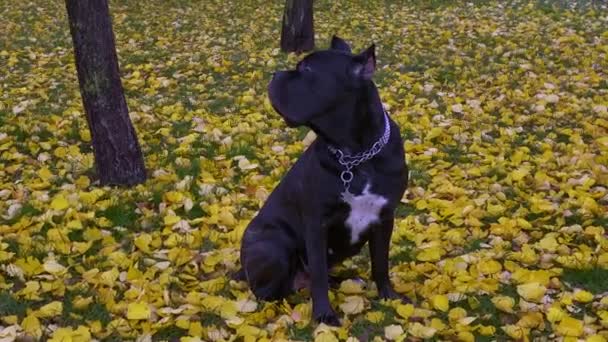 Μεγάλο Μαύρο Όμορφο Νεαρό Σκυλί Κάθεται Στο Κίτρινο Φύλλωμα Του — Αρχείο Βίντεο