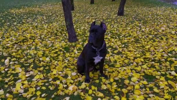 Duży Czarny Pies Czystej Krwi Cane Corso Pięknie Siedzi Żółtej — Wideo stockowe