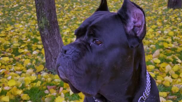 Grote Zwarte Mooie Jonge Hond Zit Gele Herfst Gebladerte Het — Stockvideo