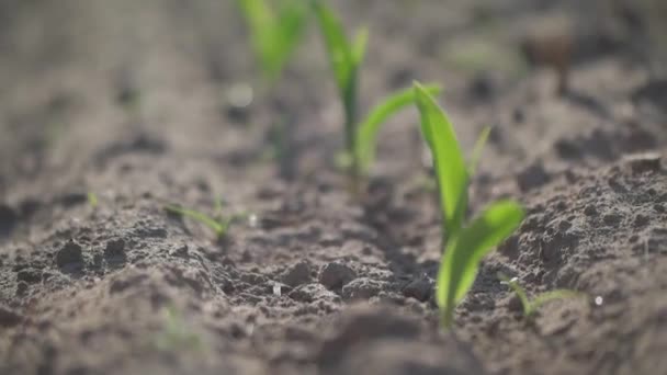 Tarwekiemen Met Rozendruppels Ochtend Een Landbouwveld Druppels Dauw Vers Groen — Stockvideo