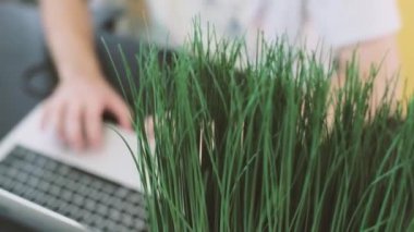 Bilgisayarın başında çalışmak, ellerin ofisteki masada klavyenin üzerinde yazı yazmak. Çerçevede yeşil çiçek ve monitör