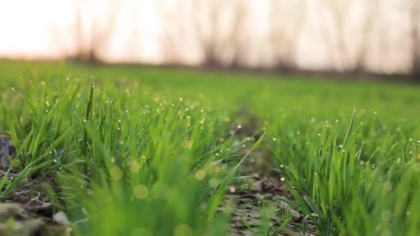 Ljusgrönt Gräs Ett Fält Unga Vetekorn Groddar Närbild Med Daggdroppar — Stockvideo