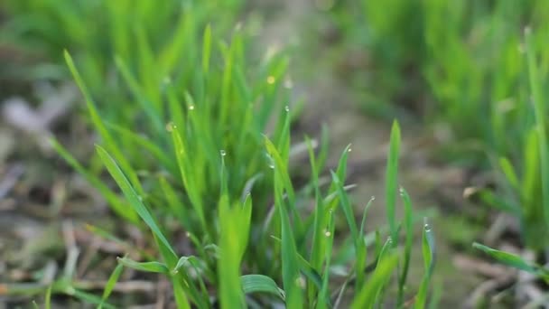 農地での新鮮な草のマクロショット 天気の良い日に若い緑豊かな小麦を密 — ストック動画