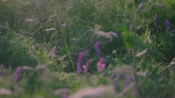 Plastic Bottle Falls Grass Polluting Nature Park Man Littering Throwing — Stock Video